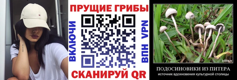 blacksprut вход  Чусовой  Галлюциногенные грибы Psilocybe 
